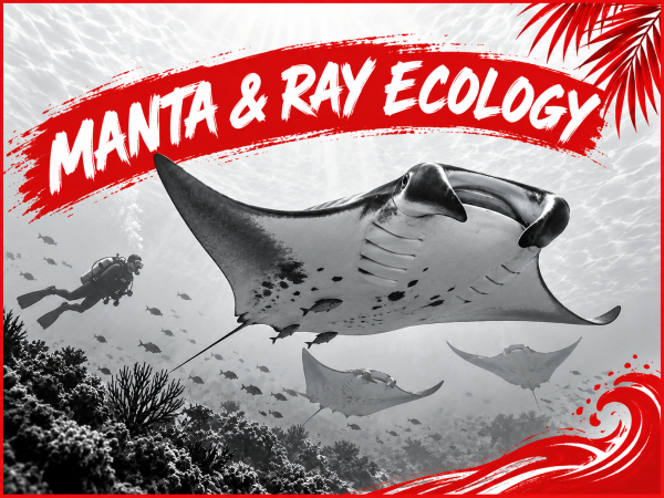 Manta & Ray Ecology
