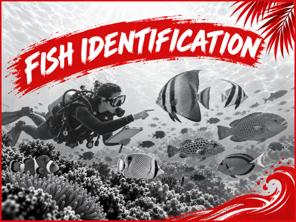 Fish Identification
